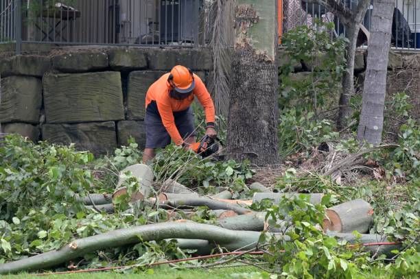Best Storm Damage Tree Cleanup  in Litchfield, MN